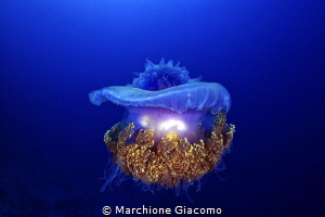 UFO. Jelly fish .
Maldive Bandhos Island
Nikon D800E, 6... by Marchione Giacomo 
